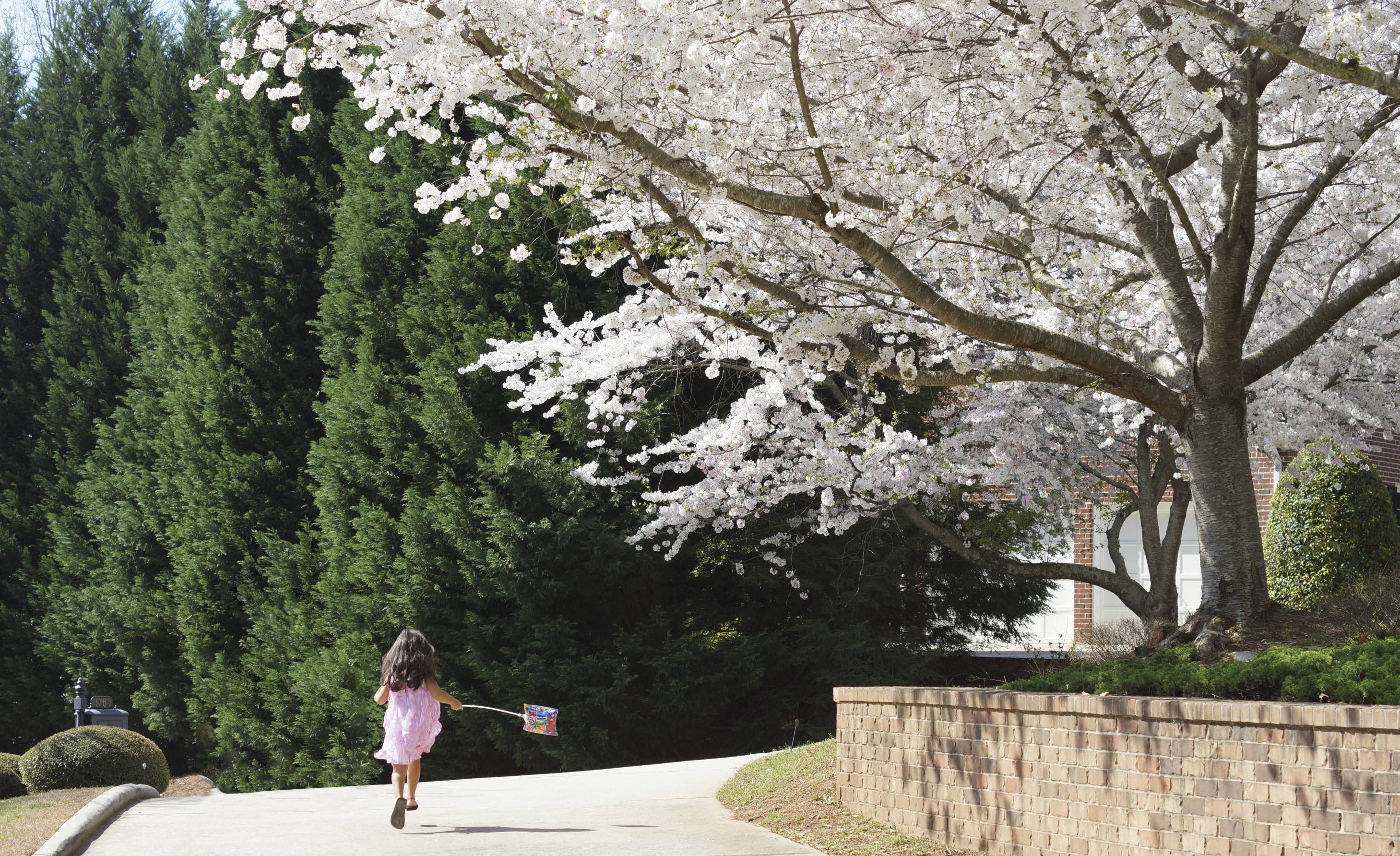 Lifestyle — Cherry blossoms