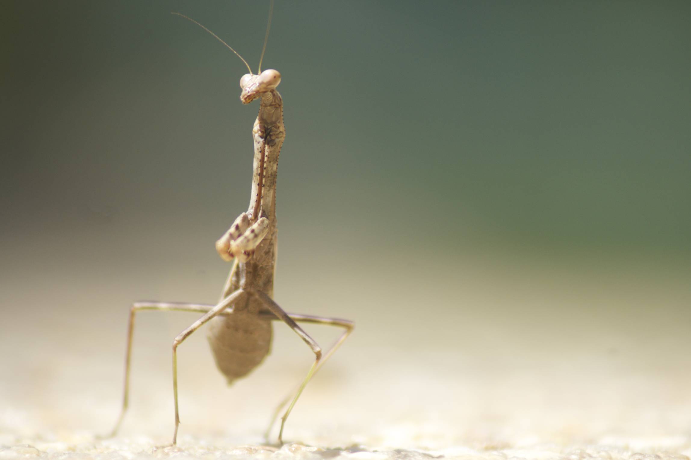 Macro — Mantis religiosa