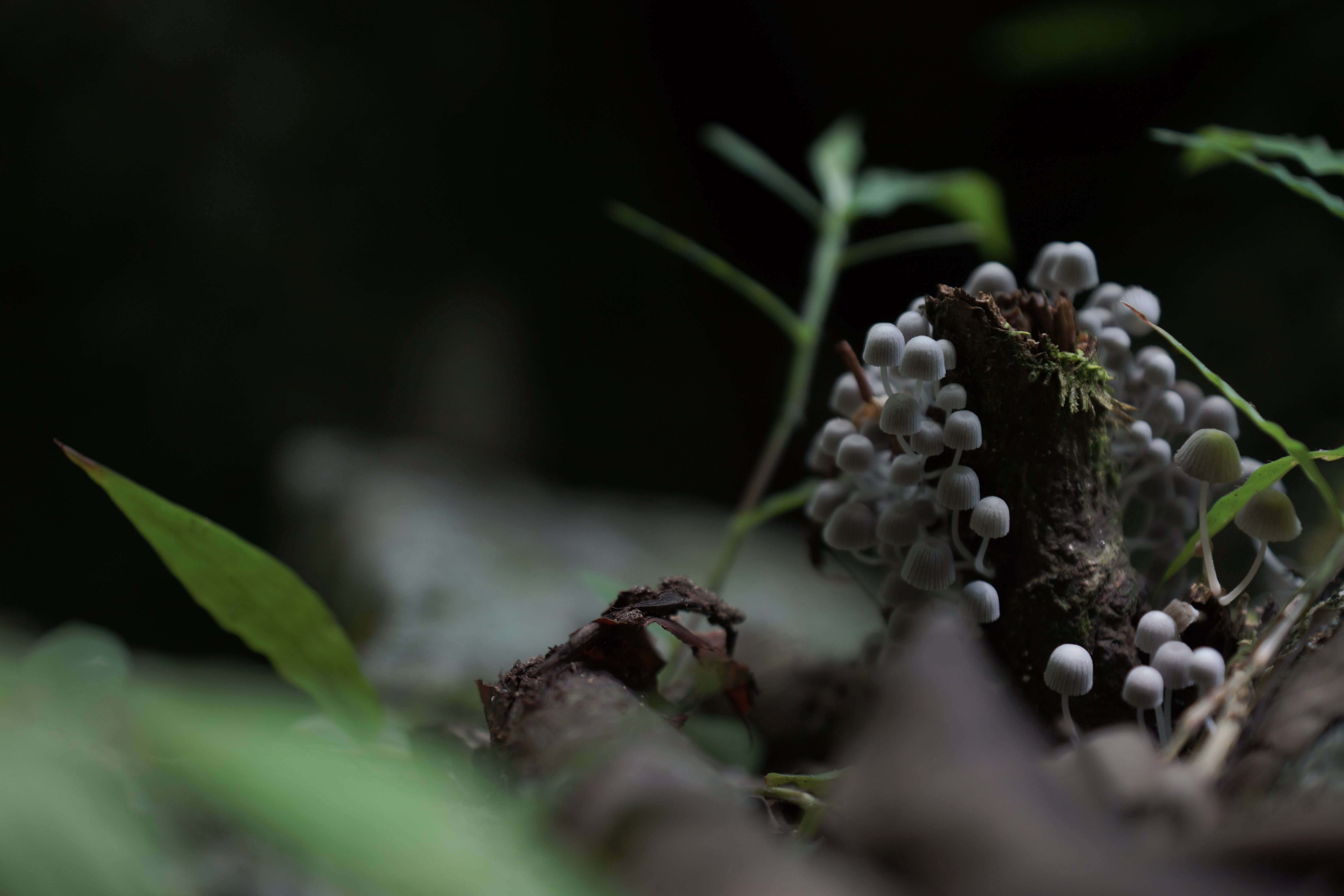 Macro — Hongos del bosque